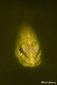 Baby pike fish (4 cm long) by Raoul Caprez 